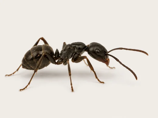 Schwarze Wegameise auf hellem Grund – dreigeteilter Körper, gewinkelte Fühler und schmale Taille erkennbar