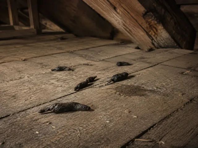 Typische dunkle Marderkotspuren und ein Urinfleck auf alten Dachbodenbrettern