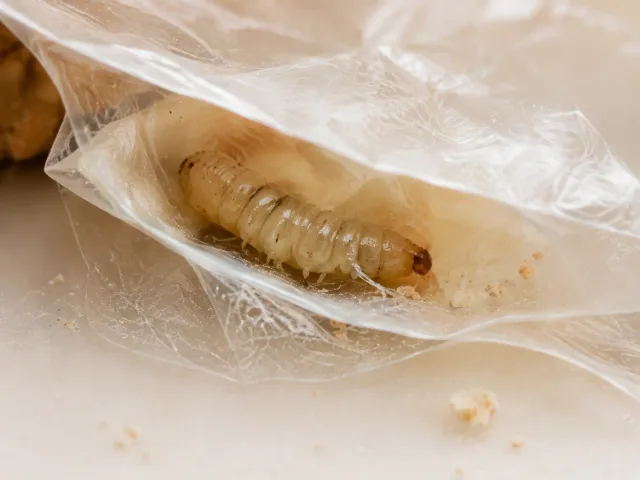 Helle Lebensmittelmottenlarve im Falz einer transparenten Lebensmittelverpackung