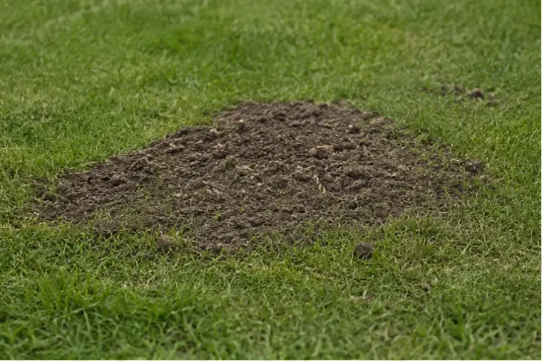 Flacher unregelmäßiger Erdhaufen einer Wühlmaus im Gartenrasen