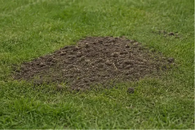 Flacher unregelmäßiger Erdhaufen in einem Gartenrasen