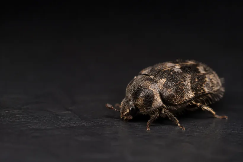 Speckkäfer als dunkle hochauflösende Makroaufnahme
