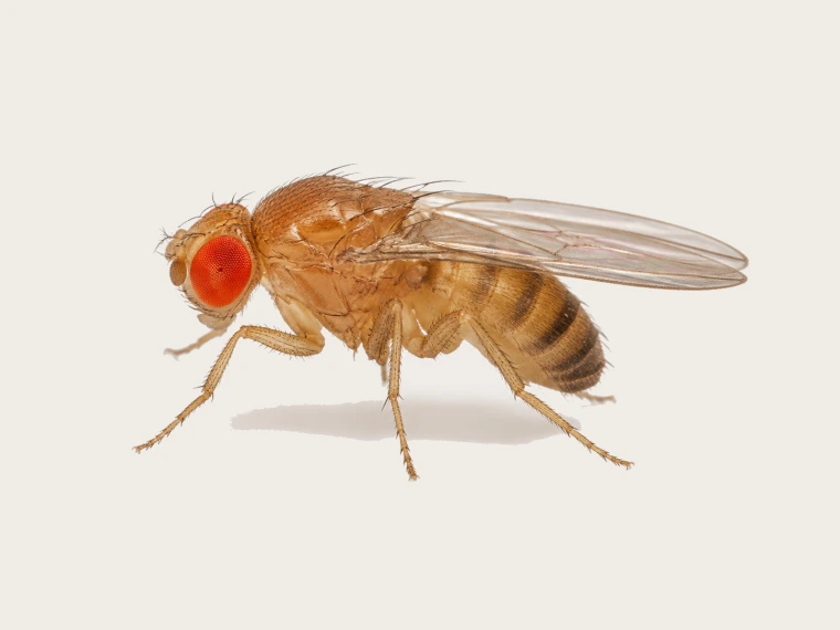 Kleine gelbbraune Fruchtfliege mit roten Augen auf Papiergrund