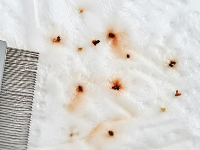 Schwarze Krümel mit rötlich ausblutenden Höfen auf feuchtem Papier
