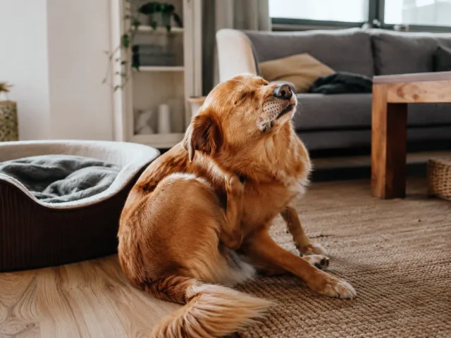 Hund kratzt sich neben seinem Liegeplatz im Wohnzimmer