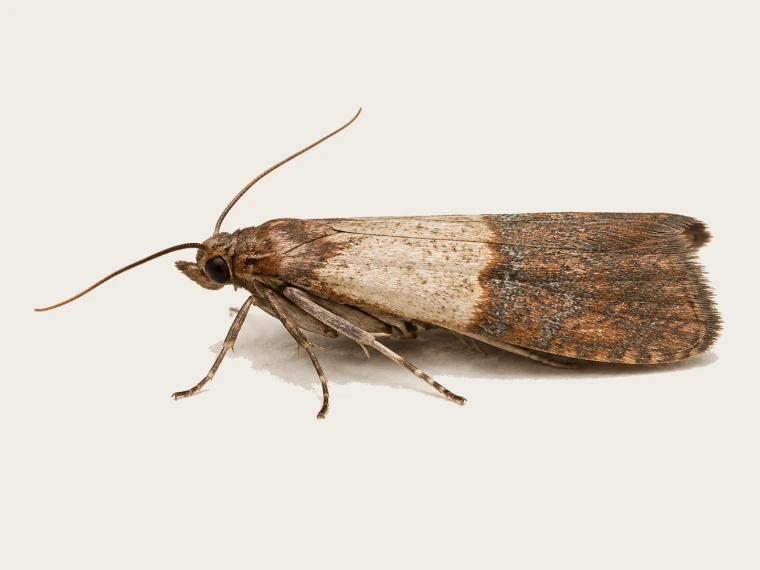 Dörrobstmotte mit deutlich zweifarbigen Vorderflügeln in wissenschaftlicher Seitenansicht