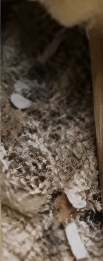 Zernagtes Nestmaterial aus Papier und Dämmstoff