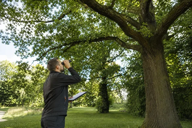 Fachkraft kontrolliert eine hohe Eiche mit einem Fernglas