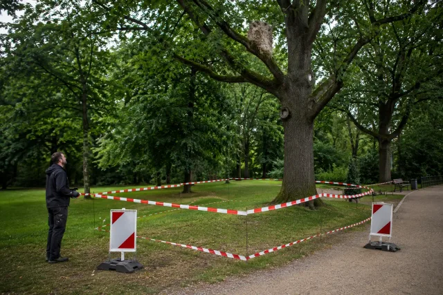 Abgesperrter Arbeitsbereich rund um eine befallene Eiche