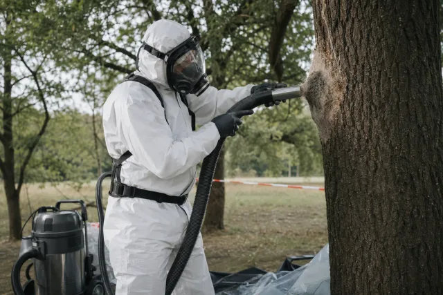 Geschützte Fachkraft saugt ein Nest vom Eichenstamm ab