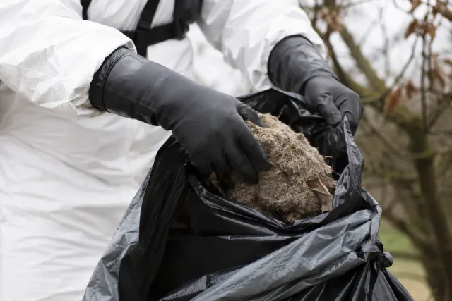 Nestmaterial wird mit Schutzhandschuhen sicher verpackt