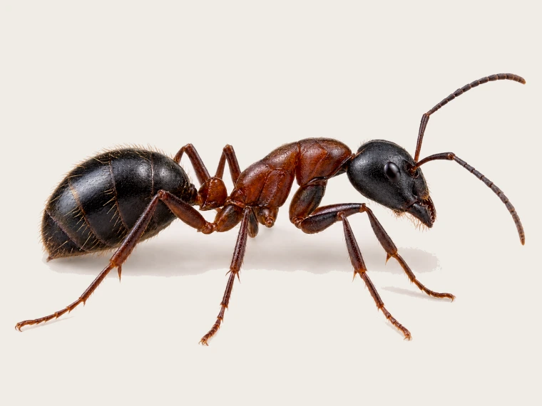 Braun-schwarze Rossameise in seitlicher Makroansicht