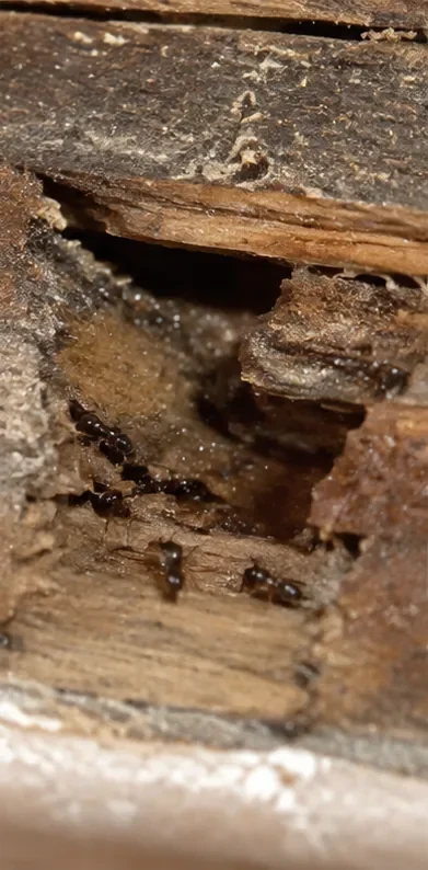 Ameisen in feuchtem und vorgeschädigtem Holz