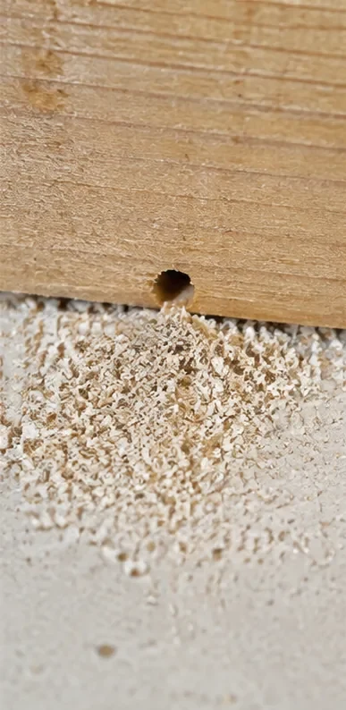 Feines Genagsel unter einer kleinen Öffnung in Holz