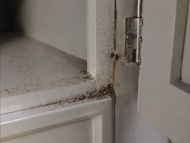 Pfefferartige dunkle Kotspuren in einer Küchenschrankecke