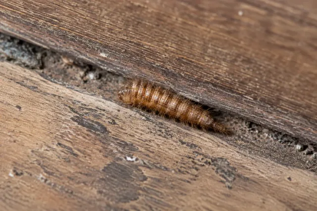 Abgestreifte behaarte Larvenhaut in einer Bodenritze