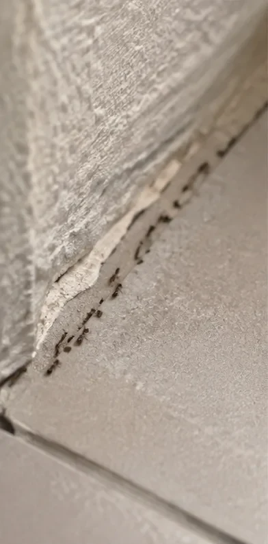 Ameisenstraße entlang einer hellen Wand- und Bodenkante