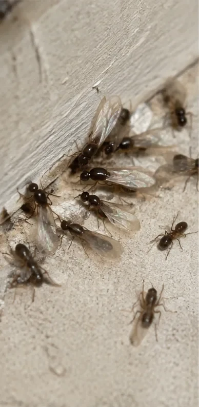Geflügelte Ameisen beim Schwarmflug an einer Gebäudekante