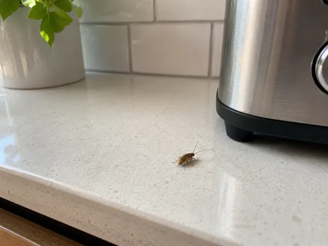 Deutsche Schabe neben einem Toaster bei Tageslicht