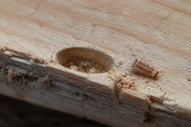 Leere Verpuppungskammer in weichem Holz