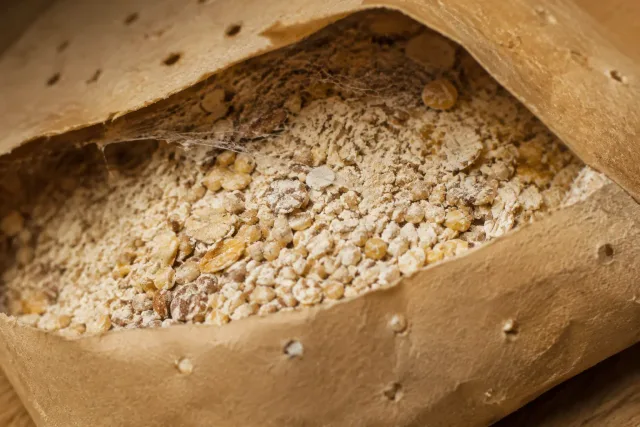 Verunreinigte trockene Vorräte mit Fraßspuren