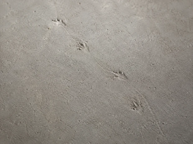 Kleine Rattenspuren in einer dünnen Staubschicht